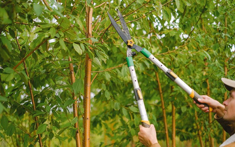 Tree trimming in Spring Valley, WI