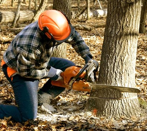 Tree Removal in Spring Valley, WI